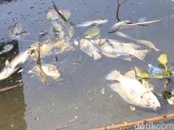Ribuan Ikan Mati Mendadak di Saguling