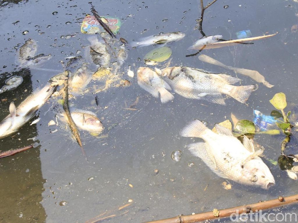 Ribuan Ikan Mati Mendadak di Saguling Ribuan Ikan Mati Mendadak di Saguling