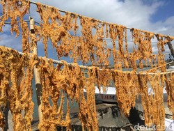 Ini Dia Bentuk Telur Ikan Terbang yang Mahal dari Polewali Mandar