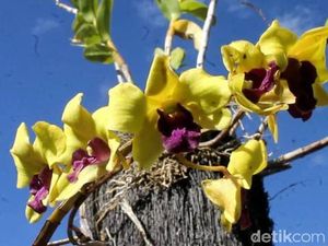 Bisnis Bunga Anggrek Menjanjikan dan Berpeluang Ekspor