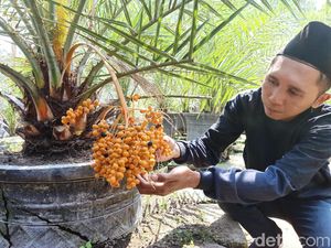 Kurma Nusantara yang Berbuah di Kediri Bikin Penasaran Petani Kurma Nusantara yang Berbuah di Kediri Bikin Penasaran Petani