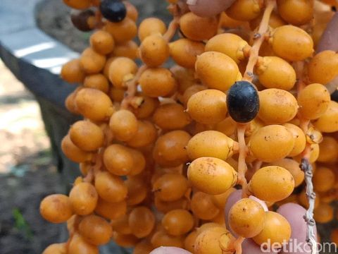 Benarkah Sari Kurma Bisa Bantu Tingkatkan Stamina Bercinta?