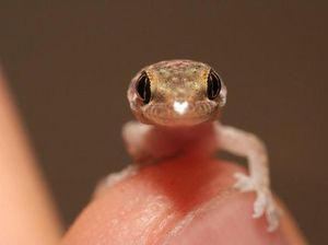Nekat Makan Kelabang dan Tokek Hidup, Vlogger Ini Dilaporkan Tewas