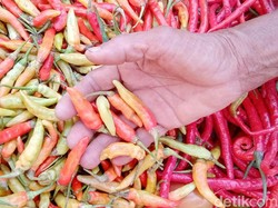 Kementan Prediksi Harga Cabai Turun Akhir September