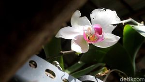 Foto: Mamasa Orchid, Taman Anggrek Cantik di Sulawesi Barat