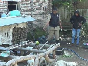 Domba Warga di Probolinggo Ditemukan Mati Misterius Domba Warga di Probolinggo Ditemukan Mati Misterius