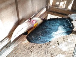 Burung Rangkong Julang Emas Ditemukan di Hutan Pekalongan