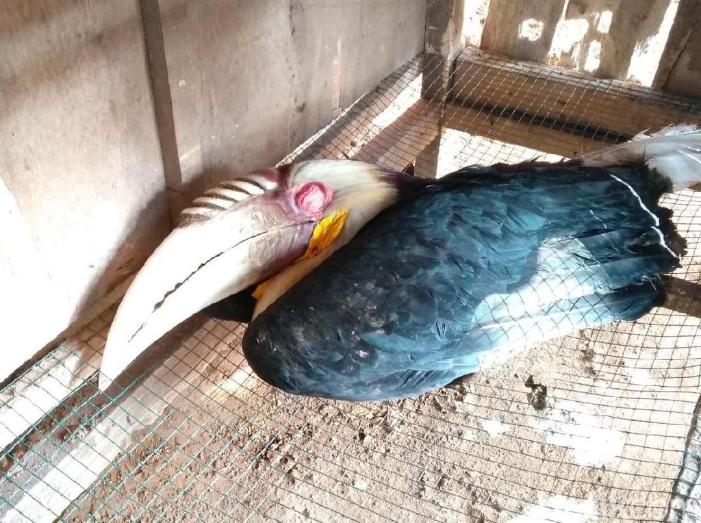 Burung Rangkong Julang Emas Ditemukan di Hutan Pekalongan Burung Rangkong Julang Emas Ditemukan di Hutan Pekalongan