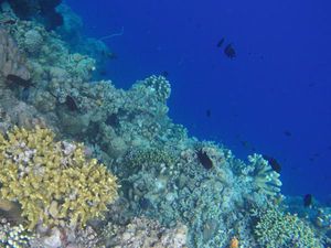 Taman Nasional Bunaken, Pesona Bawah Laut di Utara Sulawesi yang Memukau