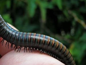 Demi Followers, Pria Ini Tewas Karena Makan Cacing dan Tokek Hidup Demi Followers, Pria Ini Tewas Karena Makan Cacing dan Tokek Hidup