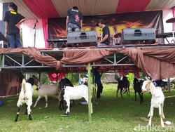 Pasutri Berlaga di Pilkades, Doorprize Motor hingga Kambing Disiapkan