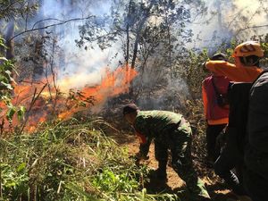 BPBD Jatim Sebut 99% Kebakaran Hutan Disebabkan Ulah Manusia BPBD Jatim Sebut 99% Kebakaran Hutan Disebabkan Ulah Manusia