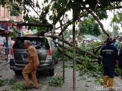 Angin Kencang di Medan Sebabkan Pohon Tumbang, Timpa 3 Mobil