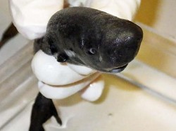 Wow! Ada Hiu Mini yang Bisa Menyala dalam Gelap, Panjangnya Cuma 14 Cm