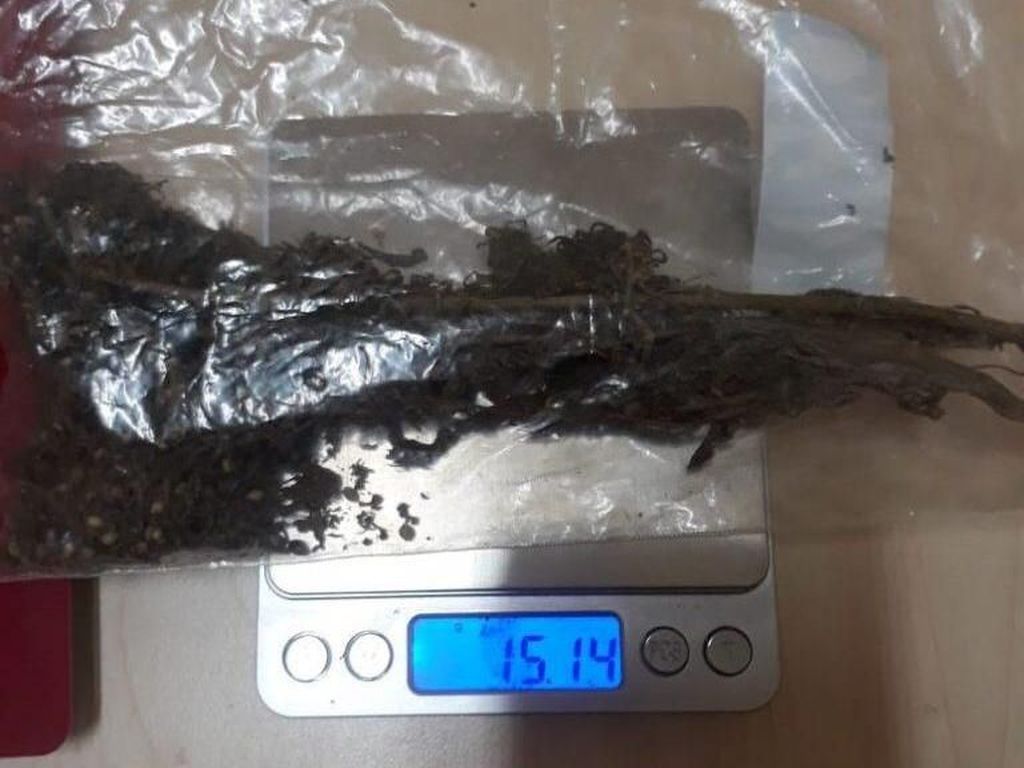 Negara Mana Saja yang Legalkan Ganja? Ini 5 di Antaranya Negara Mana Saja yang Legalkan Ganja? Ini 5 di Antaranya