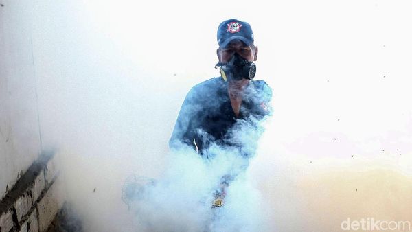Melihat Aksi Pemburu Nyamuk Penyebab DBD