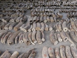 Rekor! Singapura Gagalkan Penyelundupan 8,8 Ton Gading Gajah Afrika