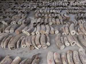 Rekor! Singapura Gagalkan Penyelundupan 8,8 Ton Gading Gajah Afrika Rekor! Singapura Gagalkan Penyelundupan 8,8 Ton Gading Gajah Afrika