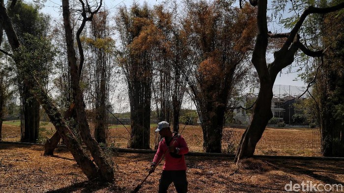 Pemprov DKI Jakarta Siapkan Antisipasi Kekeringan dan Kebakaran Hutan