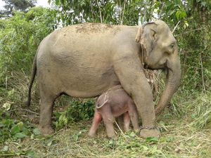 Gajah Suci Lahirkan Anak Kedua, Netizen Diajak Pilih Nama