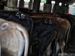 Pak Anies, Ada Camat Minta Jatah Sapi ke Pedagang Kurban!
