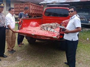 Dianggap Meresahkan Warga, Buaya di Riau Ditangkap
