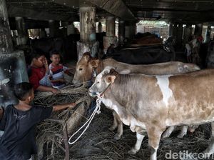 NasDem DKI Sepakat dengan Anies Hewan Kurban Tak Dijual di Trotoar