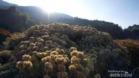 Hamparan Padang Edelweiss Menawan di Gunung Papandayan