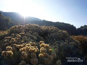 Hamparan Padang Edelweiss Menawan di Gunung Papandayan Hamparan Padang Edelweiss Menawan di Gunung Papandayan