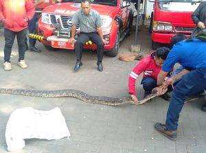 Petugas Damkar Tangkap Ular Sanca 3 Meter di Padalarang