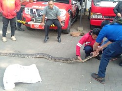 Petugas Damkar Tangkap Ular Sanca 3 Meter di Padalarang