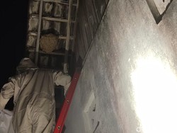 Membahayakan, Sebuah Sarang Lebah di Atap Rumah Warga Kediri Dievakuasi