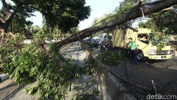 Pohon Tumbang di Daan Mogot Bikin Macet