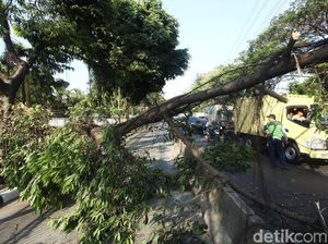 Pohon Tumbang di Daan Mogot Bikin Macet