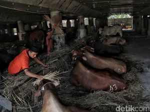 Geliat Penjualan Hewan Kurban di Kolong Tol Utara Jakarta