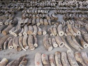 Singapura Gagalkan Penyelundupan 8,8 Ton Gading Gajah