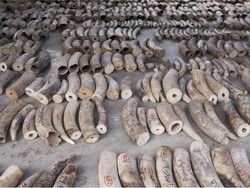 Singapura Gagalkan Penyelundupan 8,8 Ton Gading Gajah