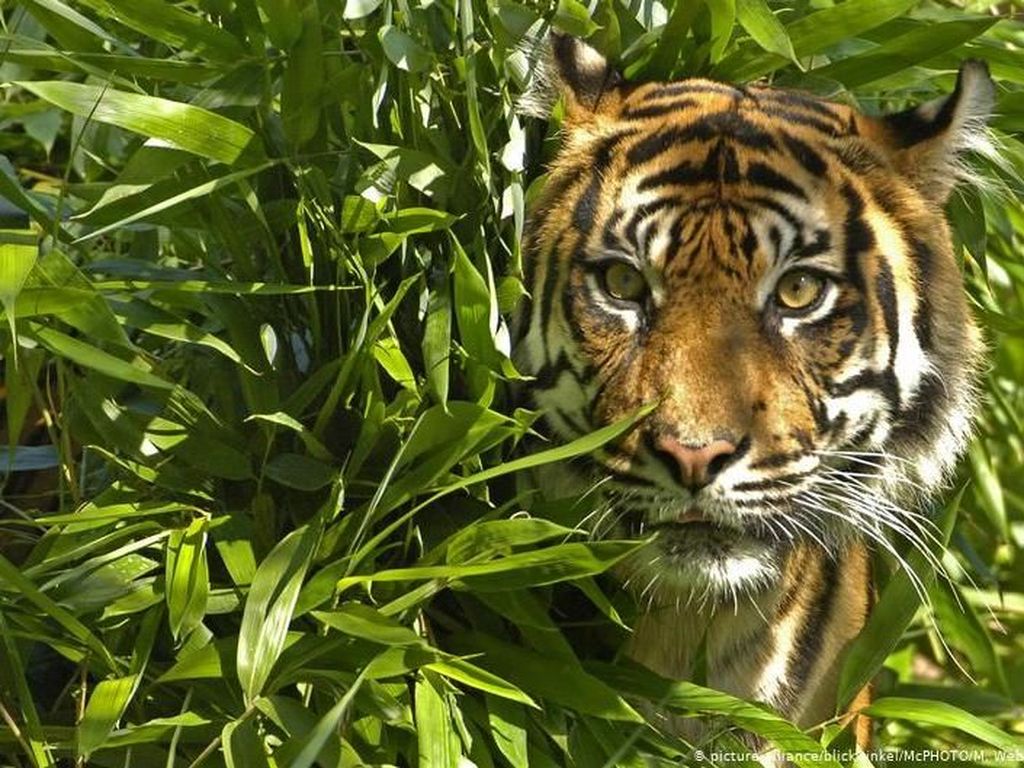 Rusak Habitat Harimau di Pagaralam, 3 Warga Tewas Diterkam