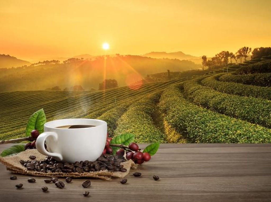 Tanaman kopi dan teh dapat dibudidayakan di daerah