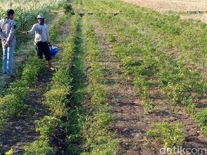 Harga Cabai Rp 70 Ribu/Kg, Petani Probolinggo Bersukacita Harga Cabai Rp 70 Ribu/Kg, Petani Probolinggo Bersukacita