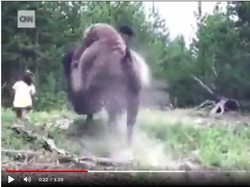 Waduh, Bison Ini Seruduk dan Terbangkan Anak 9 Tahun