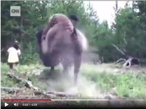 Waduh, Bison Ini Seruduk dan Terbangkan Anak 9 Tahun Waduh, Bison Ini Seruduk dan Terbangkan Anak 9 Tahun