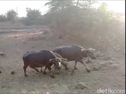 Jelang Idul Adha, Hotel Kerbau Rp 500 Ribu/Bulan Laris Dipesan