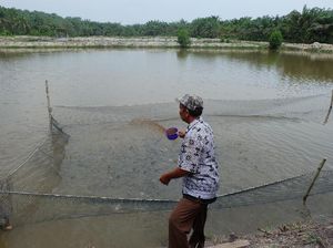 Mantan Petani Sawit di Riau Sukses Ternak Ikan dan Jual Kompos Mantan Petani Sawit di Riau Sukses Ternak Ikan dan Jual Kompos
