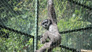 Sepasang Owa Jawa Dilepasliarkan di Situ Patenggang Bandung