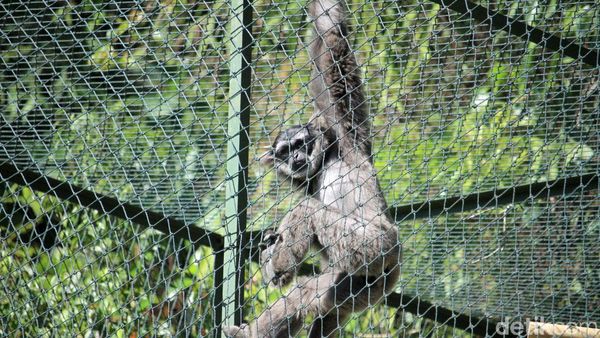 Sepasang Owa Jawa Dilepasliarkan di Situ Patenggang Bandung