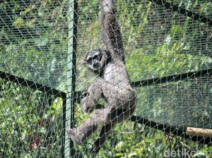 Sepasang Owa Jawa Dilepasliarkan di Situ Patenggang Bandung