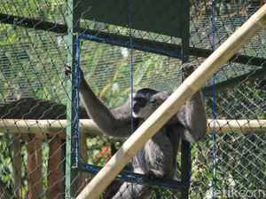 BBKSDA Jabar Lepas Sepasang Owa Jawa di Situ Patenggang Bandung