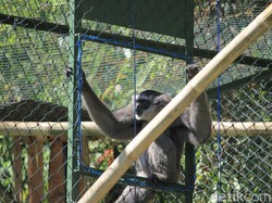 BBKSDA Jabar Lepas Sepasang Owa Jawa di Situ Patenggang Bandung