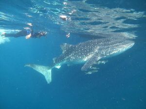 Berenang Bareng Hiu Paus di Derawan, Mantap! Berenang Bareng Hiu Paus di Derawan, Mantap!